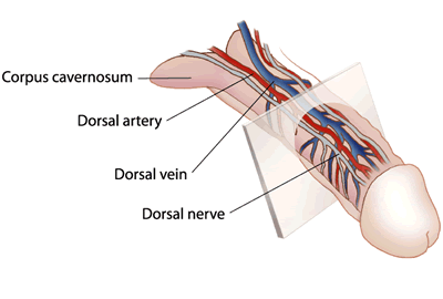 Anatomy of the penis