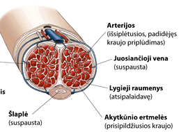 Varpa erekcijos metu