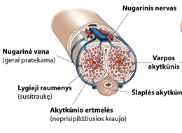 Suglebusi varpa