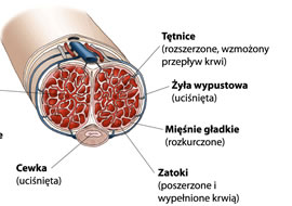 Wzwiedzione