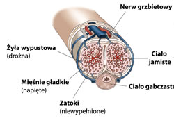 Zwiotczałe