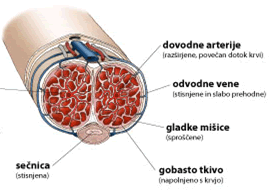 Erekcija