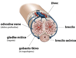 Ohlapno stanje