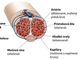 Počas erekcie