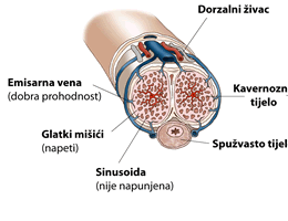 Bez erekcije